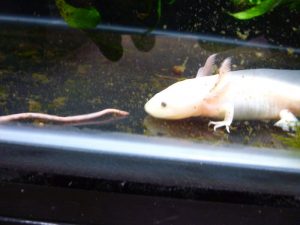 Axolotl che mangia un lombrico  Axolotl axolotl e cibo 300x225