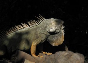 Iguana verde   Iguanidi iguana iguana 300x214