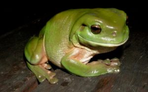 photo credit: fritzli the treefrog via photopin (license)