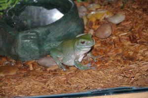 Litoria caerulea con ciotola dell'acqua in terrario
