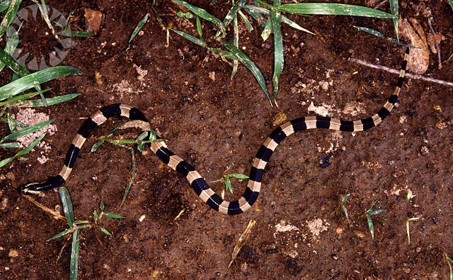 Il bungaro fasciato o Krait è sul podio dei serpenti più vpericolosi