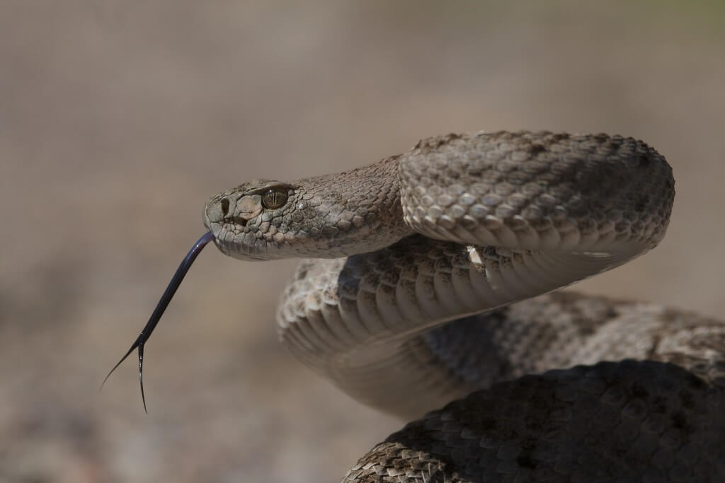 Il crotalo è il decimo serpente più pericoloso