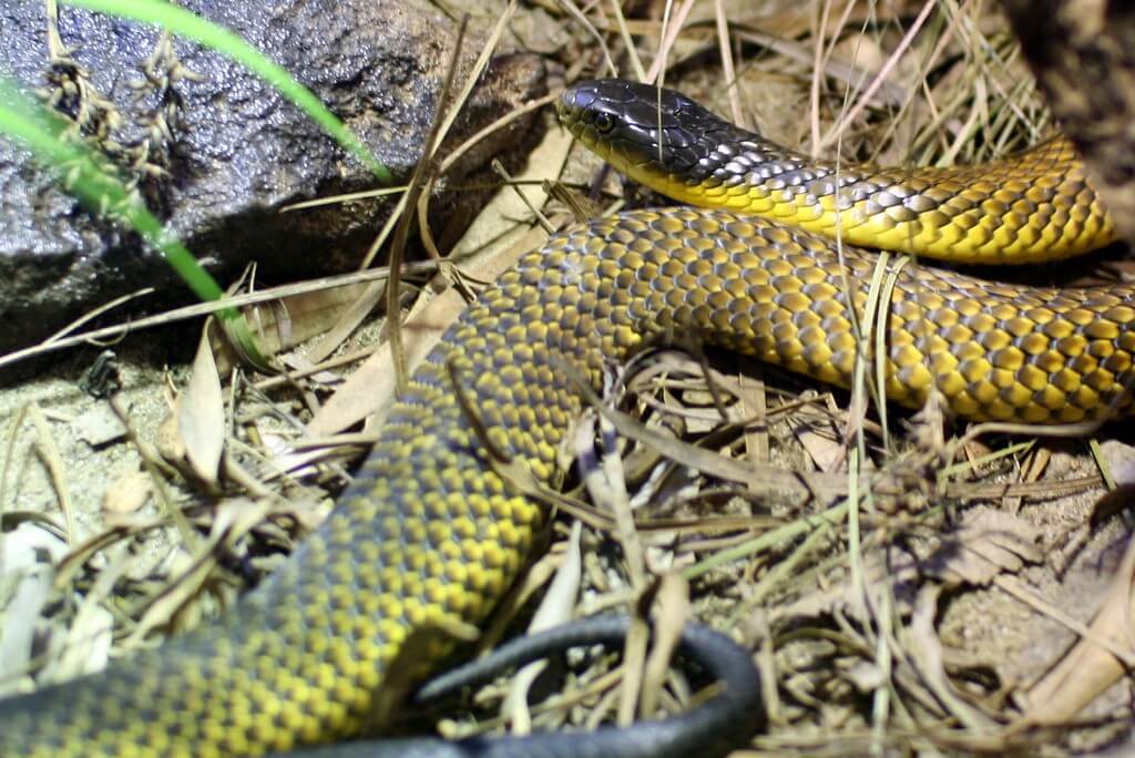 Il serpente tigre è il sesto serpente più velenoso