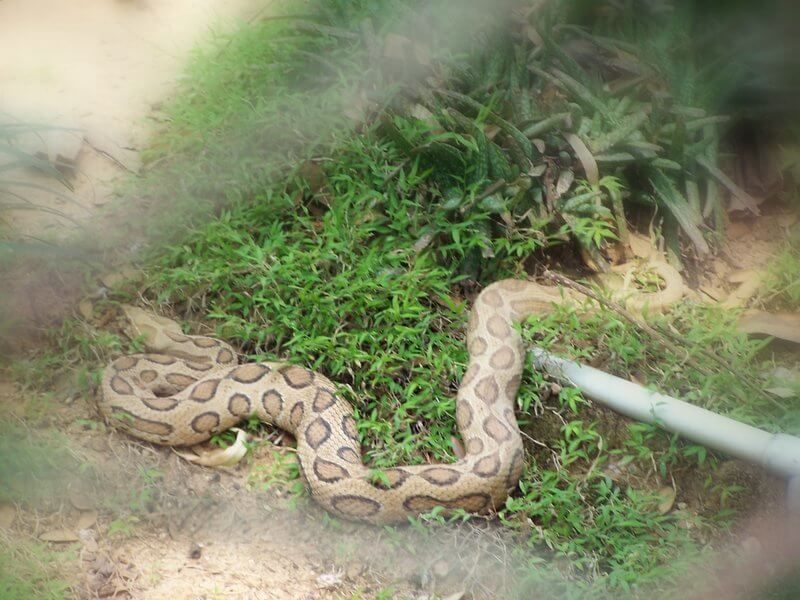 La vipera di Russel è l'ottavo serpente più velenoso