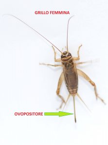 Grillo da pasto, ecco una femmina con ovopositore