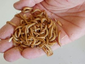 Tenebrio molitor cibo per rettili