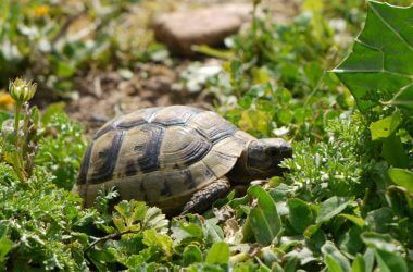 13643561735_87e22ce63f_b_tortoise