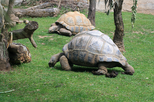 Tortoises by skuds tartarughe di terra in giardino