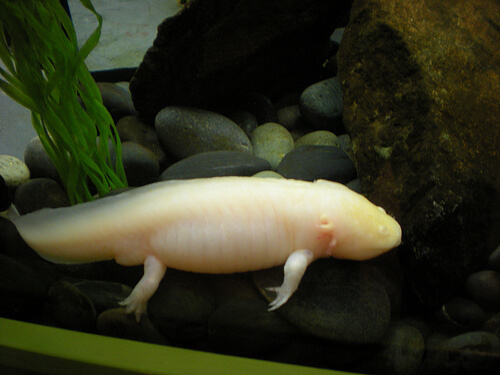 Axolotl by zenmasterdod axolotl photo