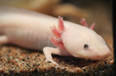 6337857516_d6aec20545_b_axolotl