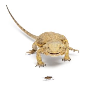 Un drago barbuto che si nutre di un grillo