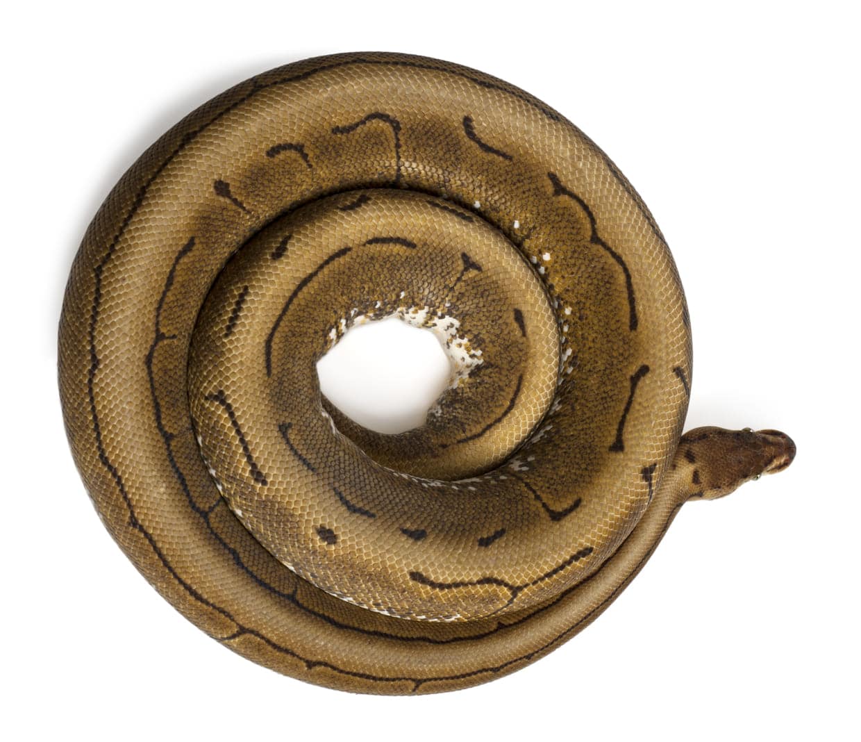 Uno splendido esemplare di pitone reale morph spinner