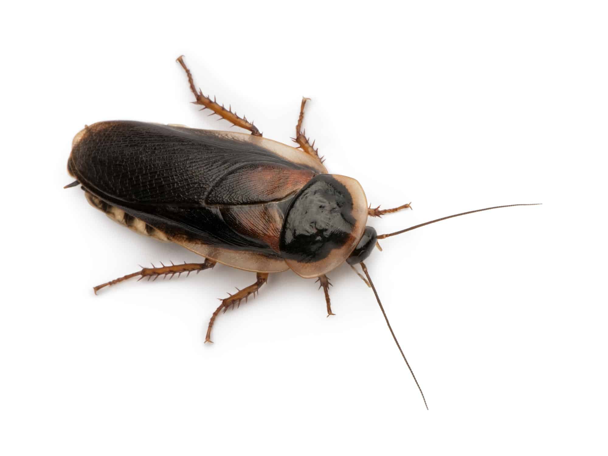Blaptica dubia