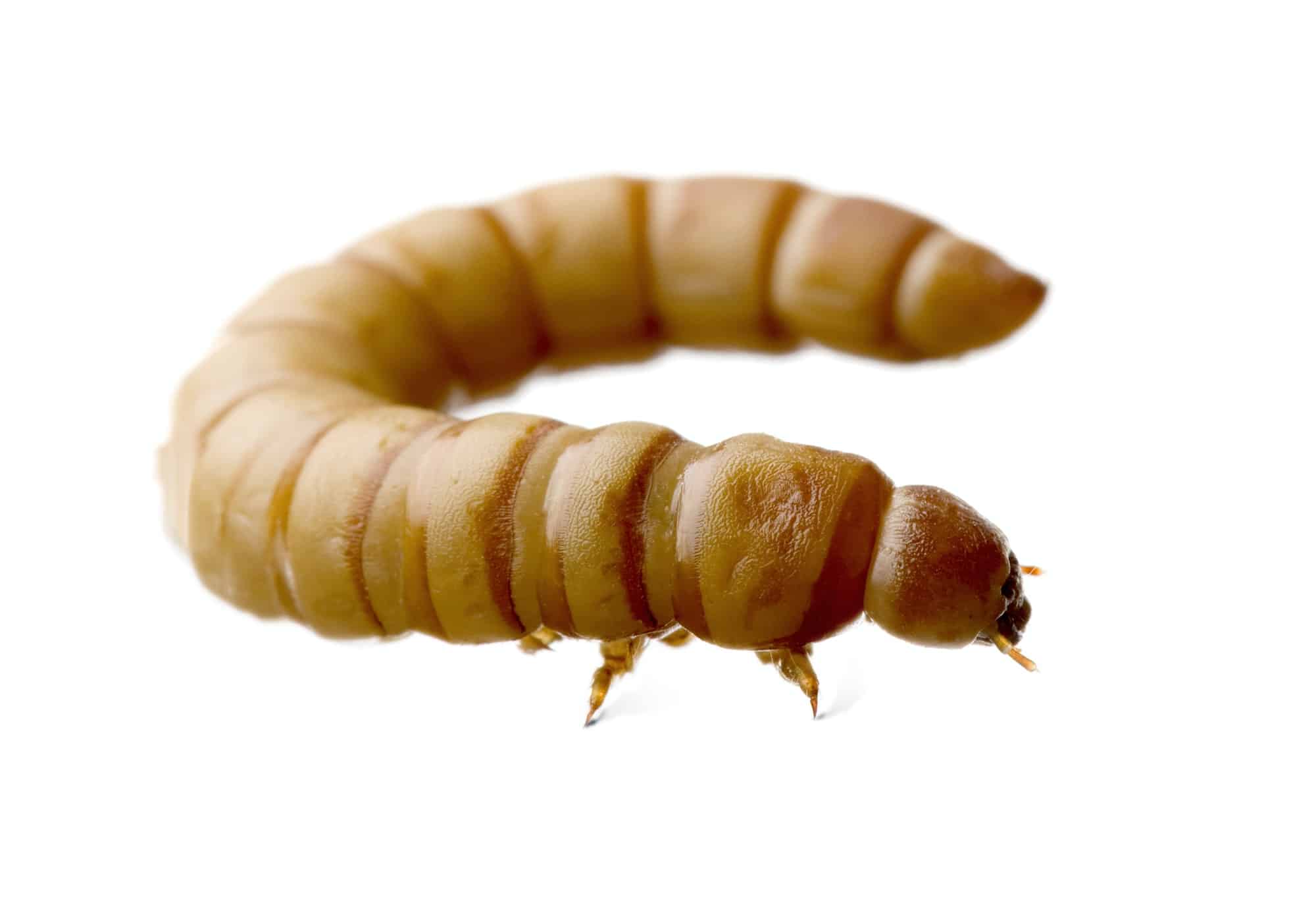 Tarma della farina Tenebrio molitor