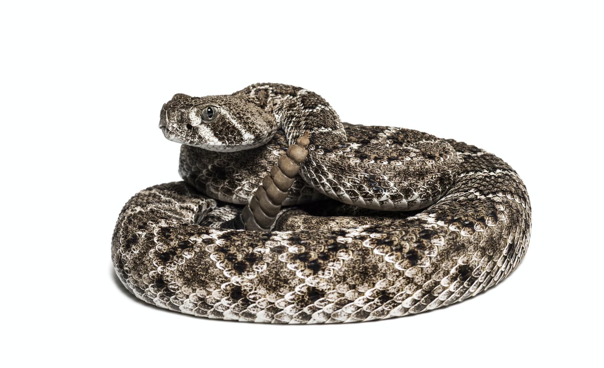 Serpente a sonagli