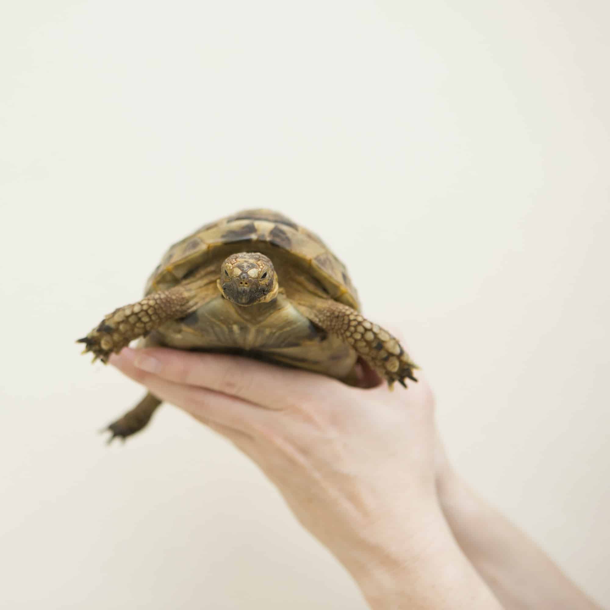 Carapace tartarughe