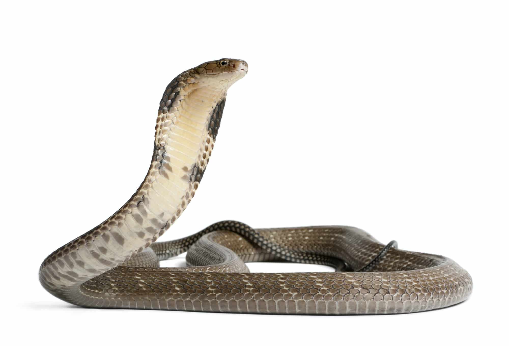 Cobra reale o king cobra 