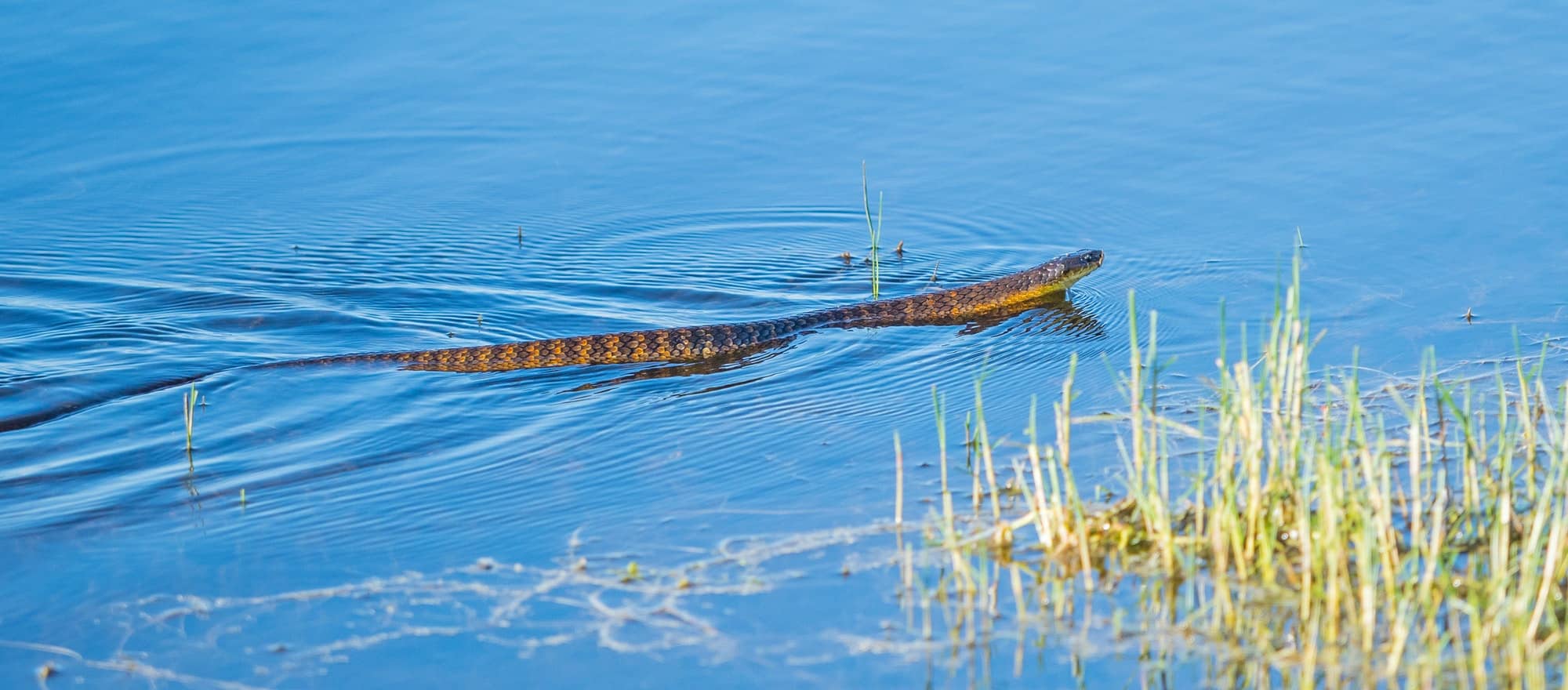Serpente tigre