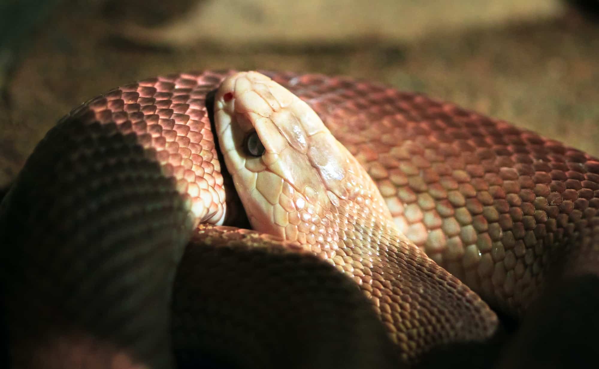 Taipan