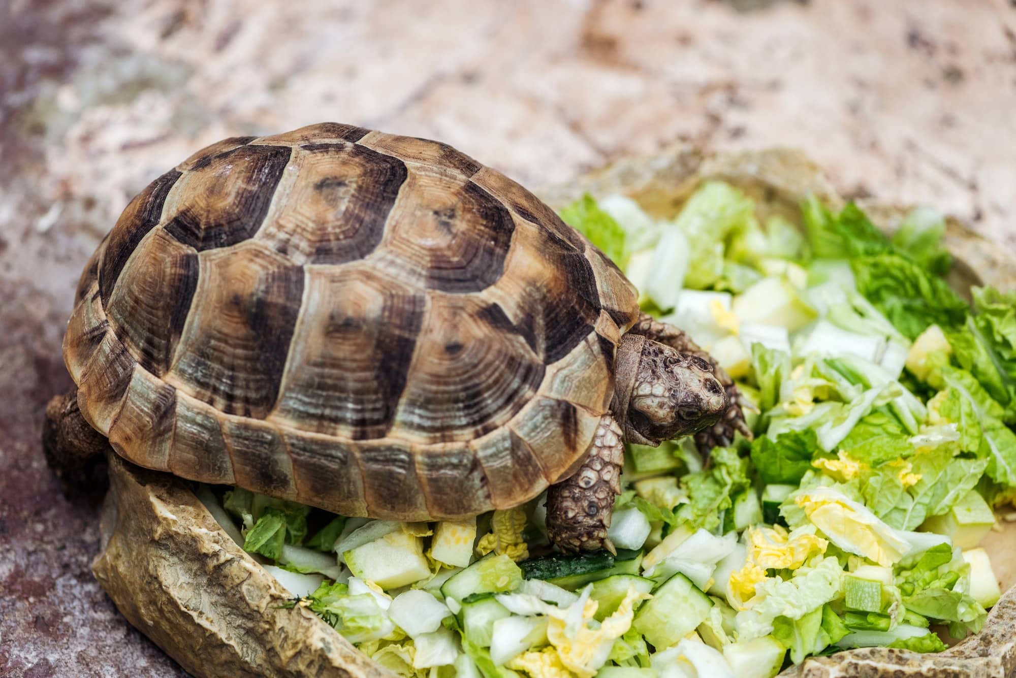 Alimentazione delle tartarughe di terra, consigli per una corretta nutrizione