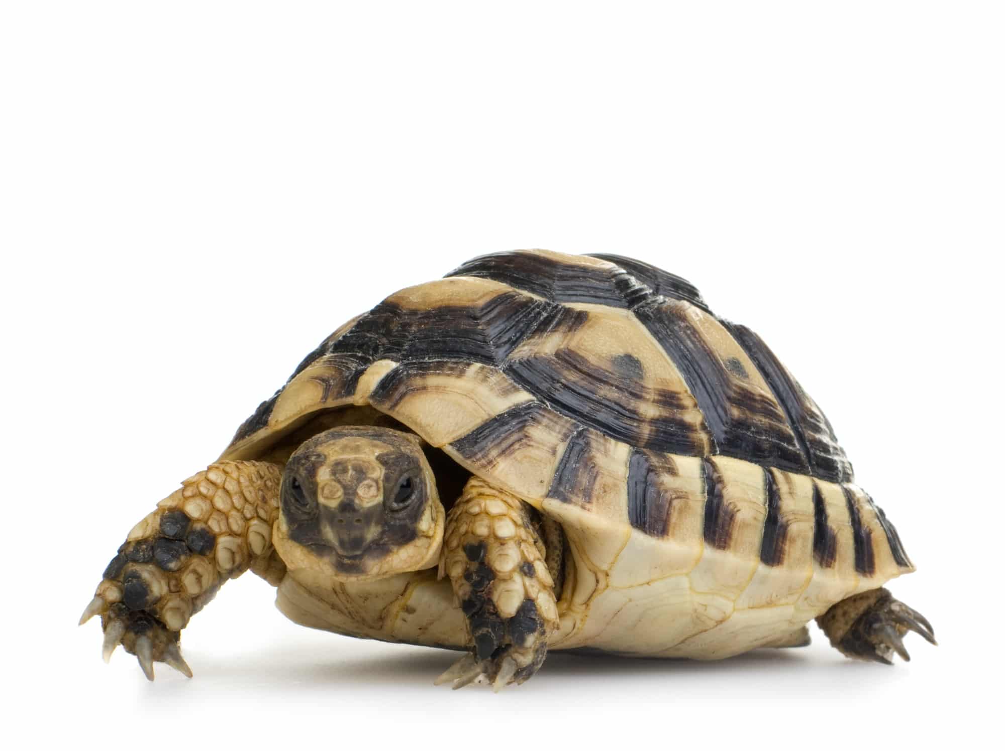 Tartarughe di terra prezzo