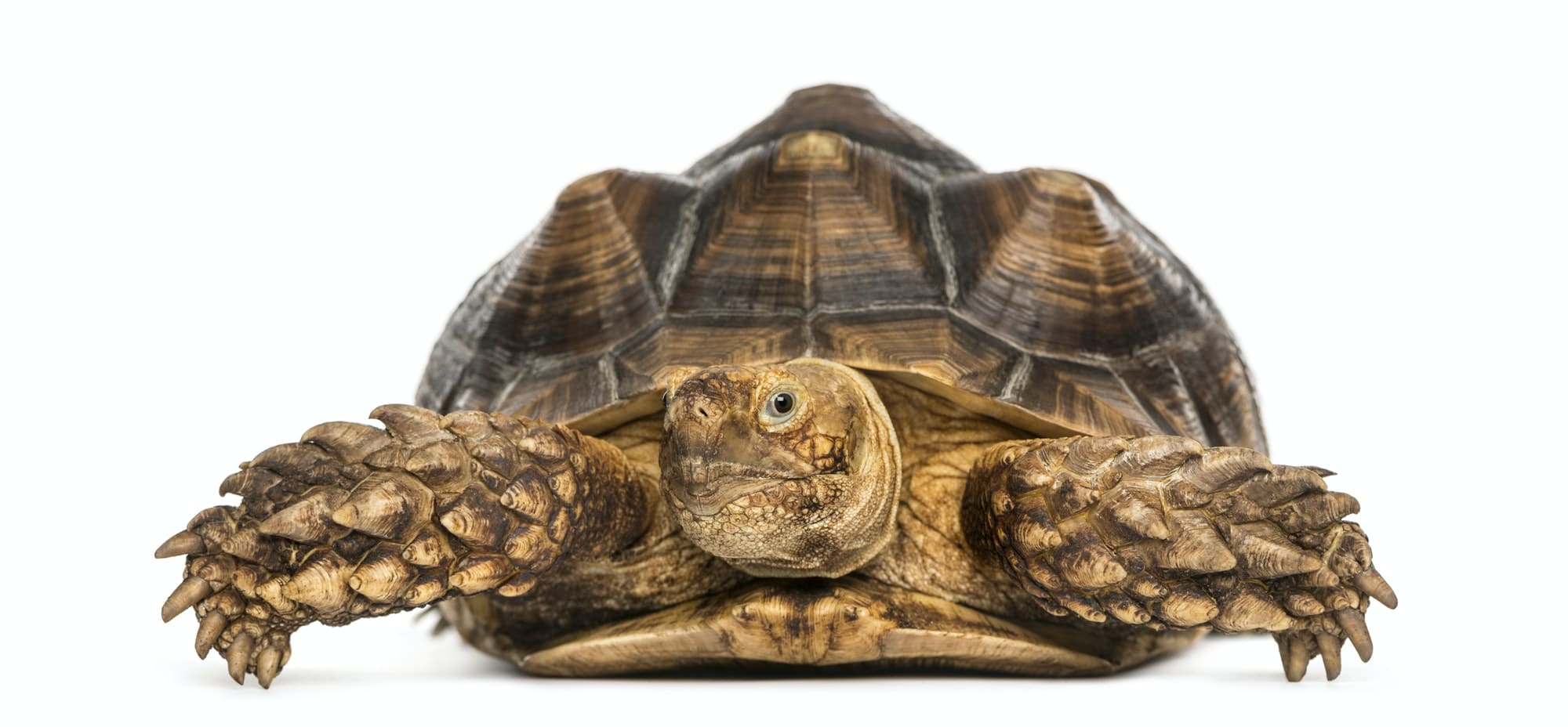 African Spurred Tortoise