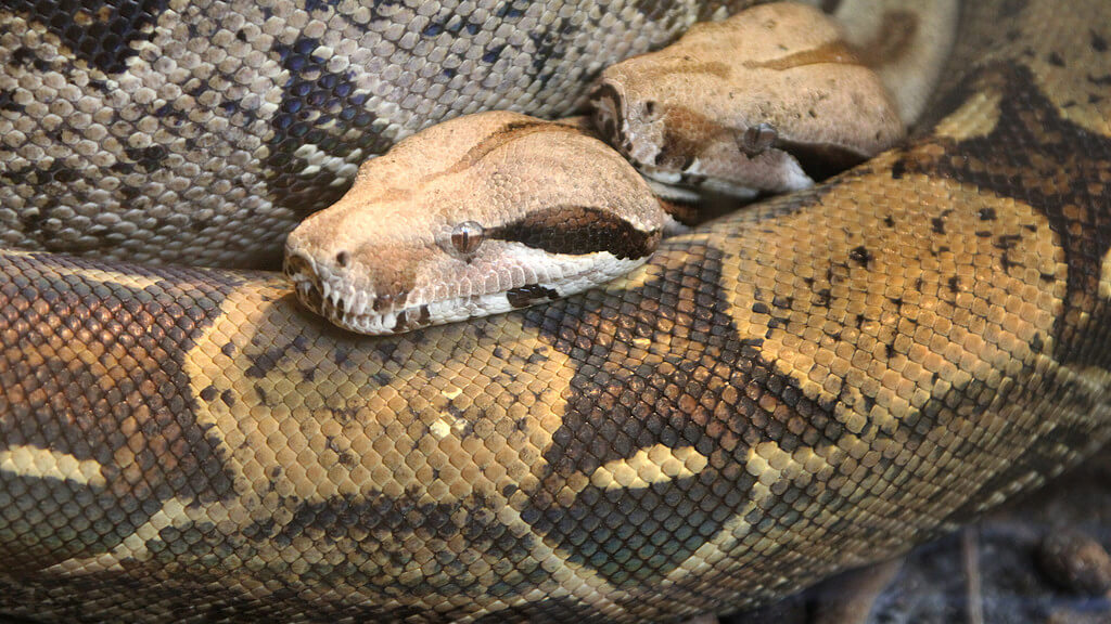 boa constrictor imperator boa constrictor imperator