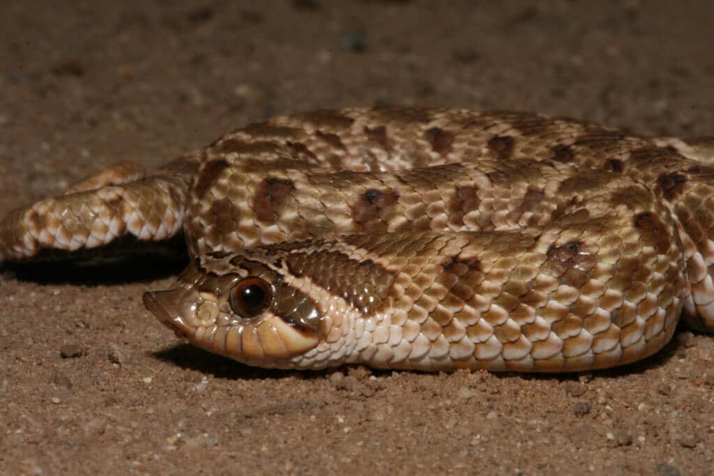 heterodon nasicus in primo piano  Serpente muso di porcello nasicus spire 1