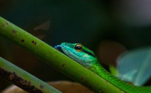 Sezione serpenti  Serpenti serpenti da terrario 300x184