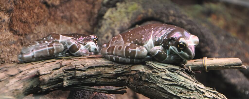 Due esemplari di milk frog pronti per la riproduzione  Trachycephalus resinifictrix coppia milk frog 1024x408