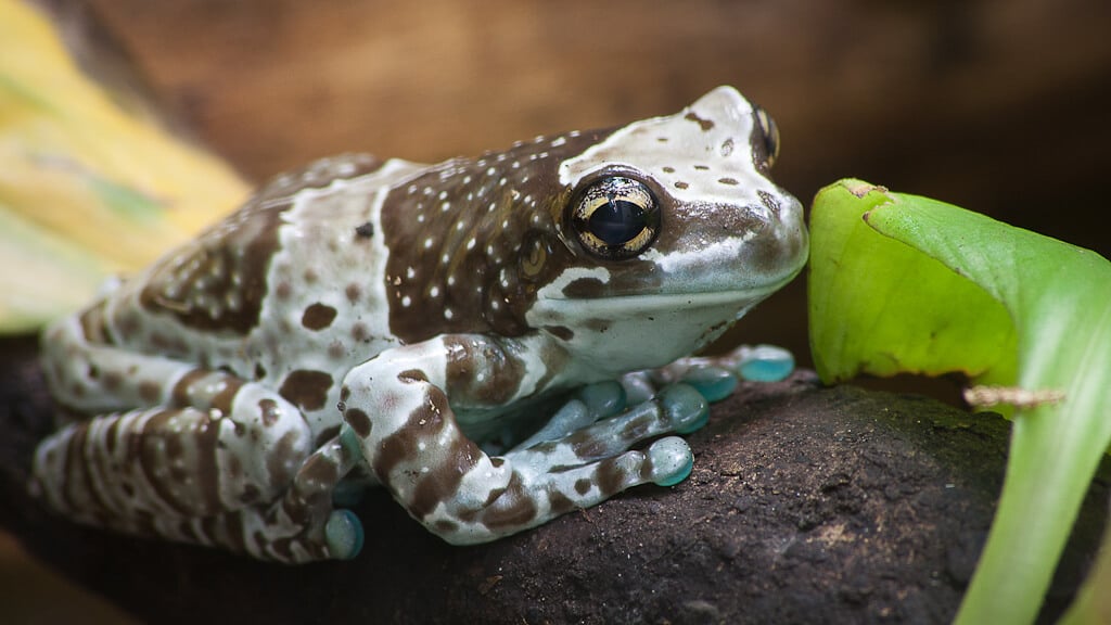 Milk frog allevamento in terrario  Trachycephalus resinifictrix milk frog 1