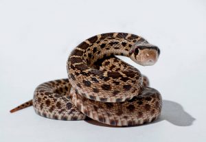 Quale serpente scegliere  Come scegliere il rettile più adatto a noi serpente 300x207