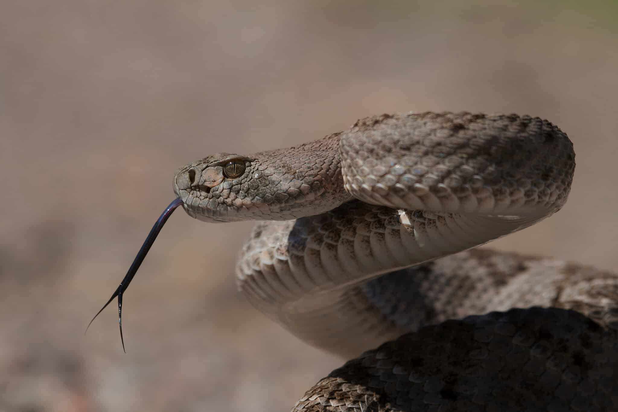 Il crotalo è il decimo serpente più pericoloso serpenti più velenosi del mondo Top ten dei 10 serpenti più velenosi del mondo serpente a sonagli 1