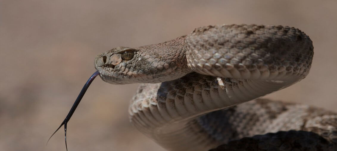Il crotalo è il decimo serpente più pericoloso