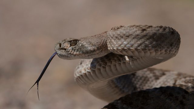 Il crotalo è il decimo serpente più pericoloso