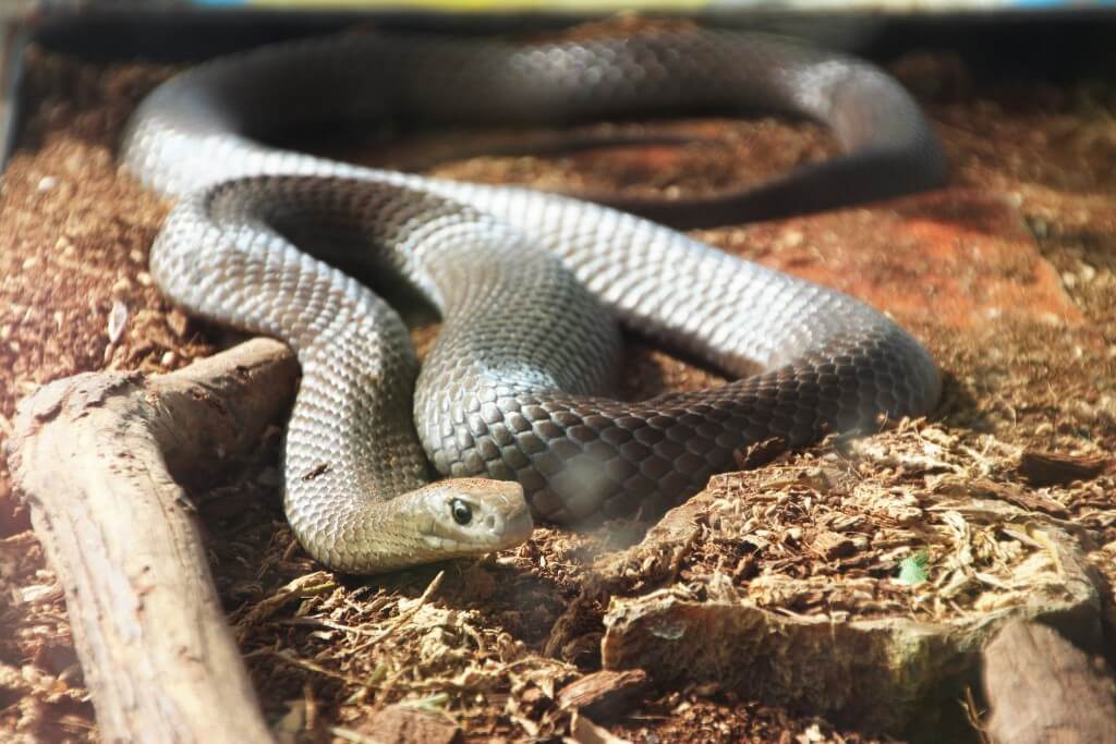 Il serpente bruno orientale si guadagna il secondo posto tra i serpenti più velenosi serpenti più velenosi del mondo Top ten dei 10 serpenti più velenosi del mondo serpente bruno orientale 1024x683