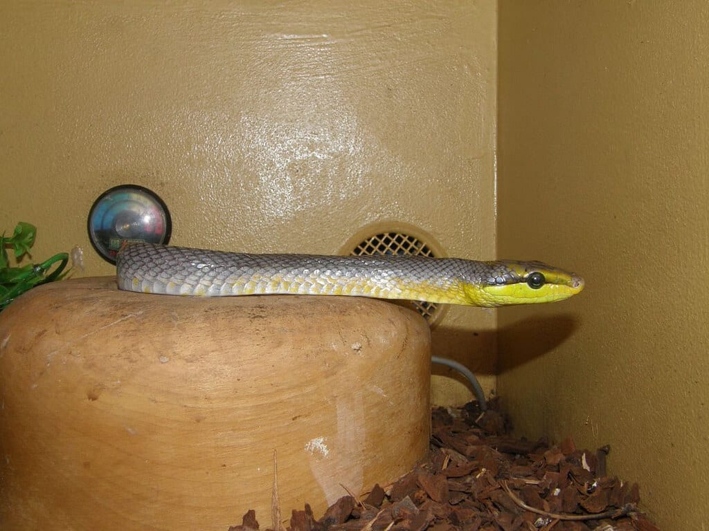 Serpente in un terrario artigianale  Come costruire un terrario per serpenti serpente in terarrio 1