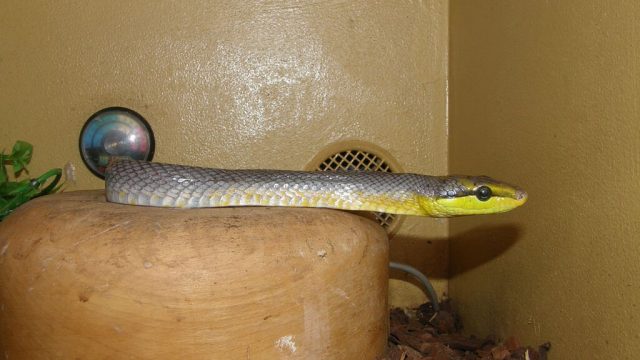 Serpente in un terrario artigianale