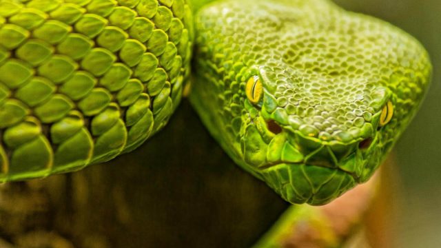 Cosa significa sognare serpenti?