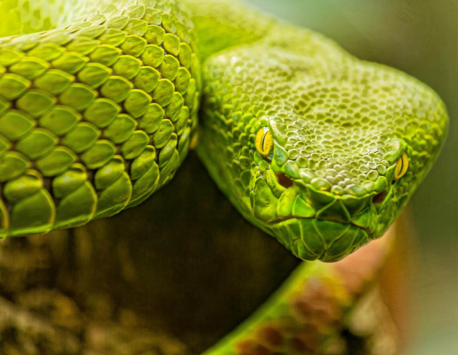 Cosa significa sognare serpenti? interpretazione e significato dei ... Sognare prato verde
