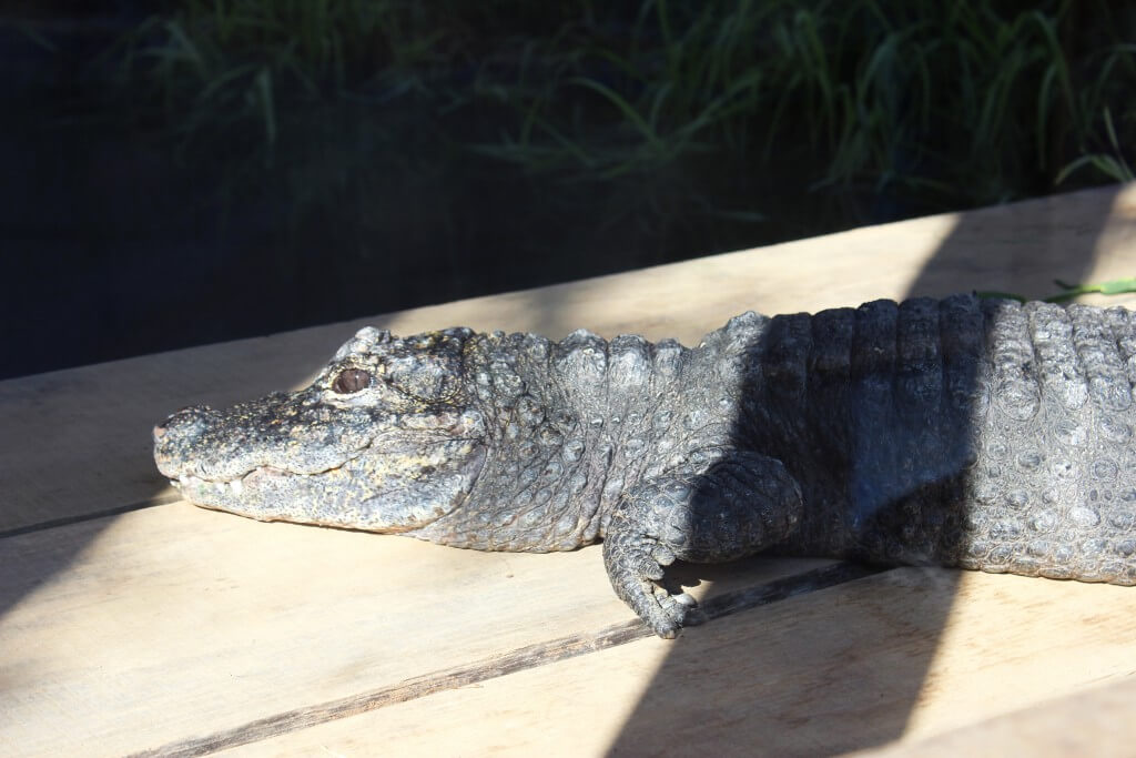 Alligatore usato per lo studio della risonanza  Coccodrilli e alligatori &#8220;cantano&#8221; come gli uccelli Alligator sinensis 1024x683