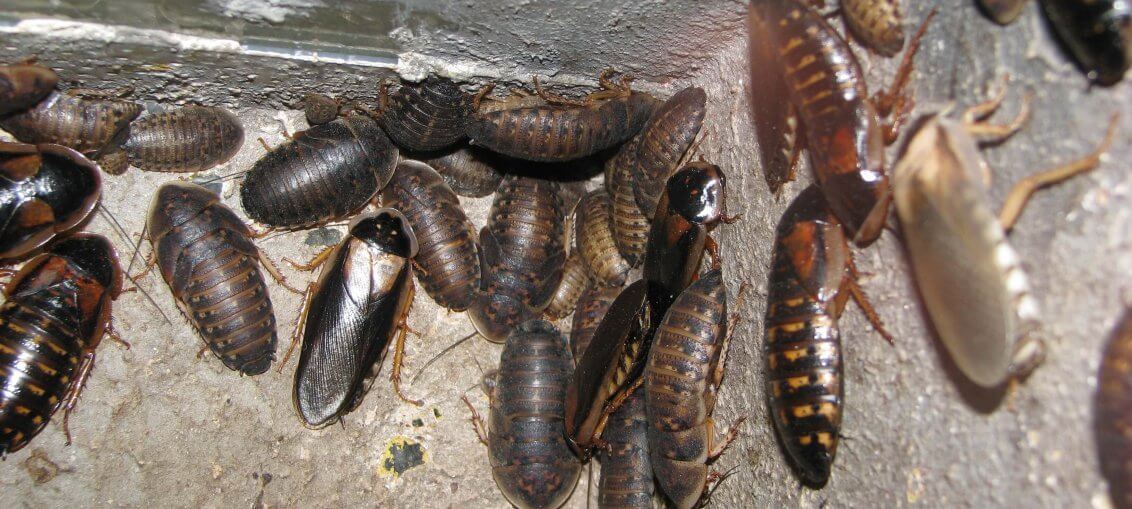 Allevamento blatte da pasto