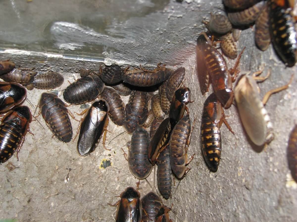 Della Guyana video di sesso