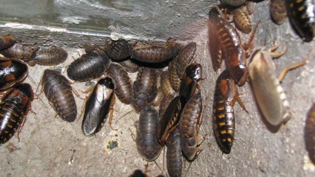 Allevamento blatte da pasto