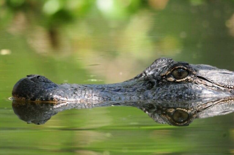 Gli alligatori cantano come gli uccelli