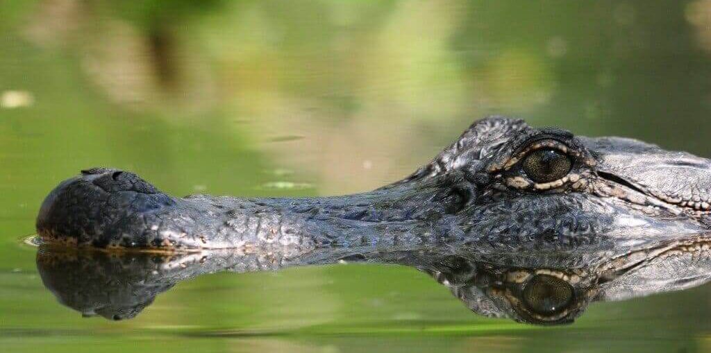 Gli alligatori cantano come gli uccelli