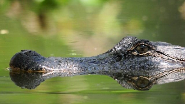 Gli alligatori cantano come gli uccelli