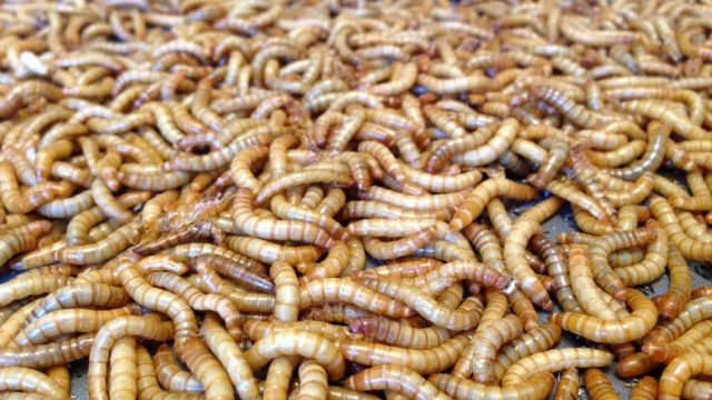 Allevamento insetti da pasto