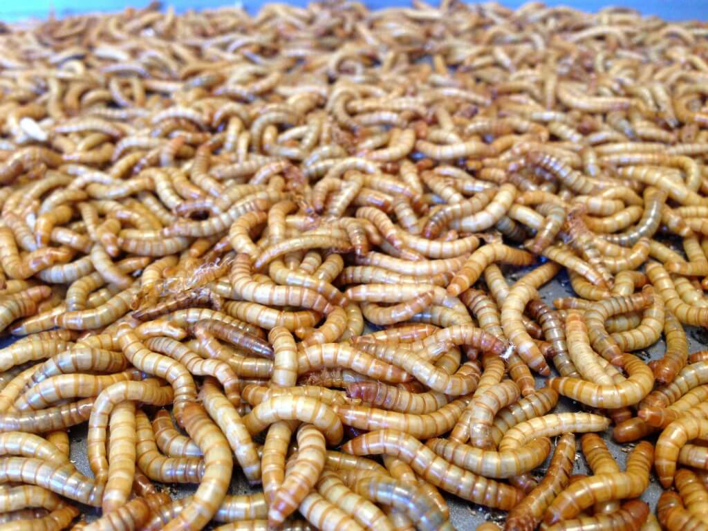 Allevamento insetti da pasto