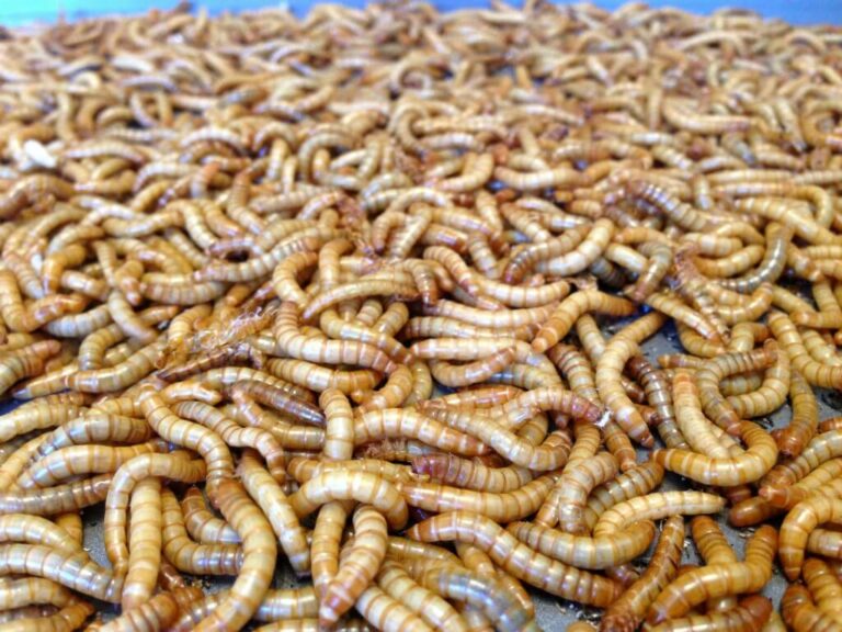 Allevamento insetti da pasto
